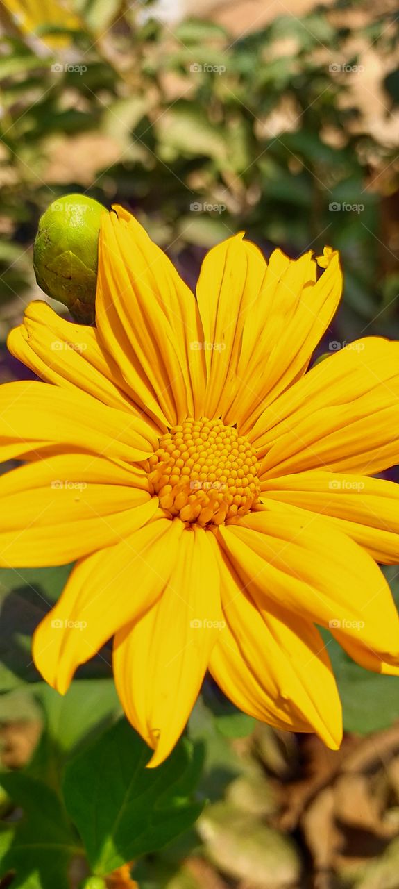 Marvelous Mexican Sunflower is awesome with golden petals