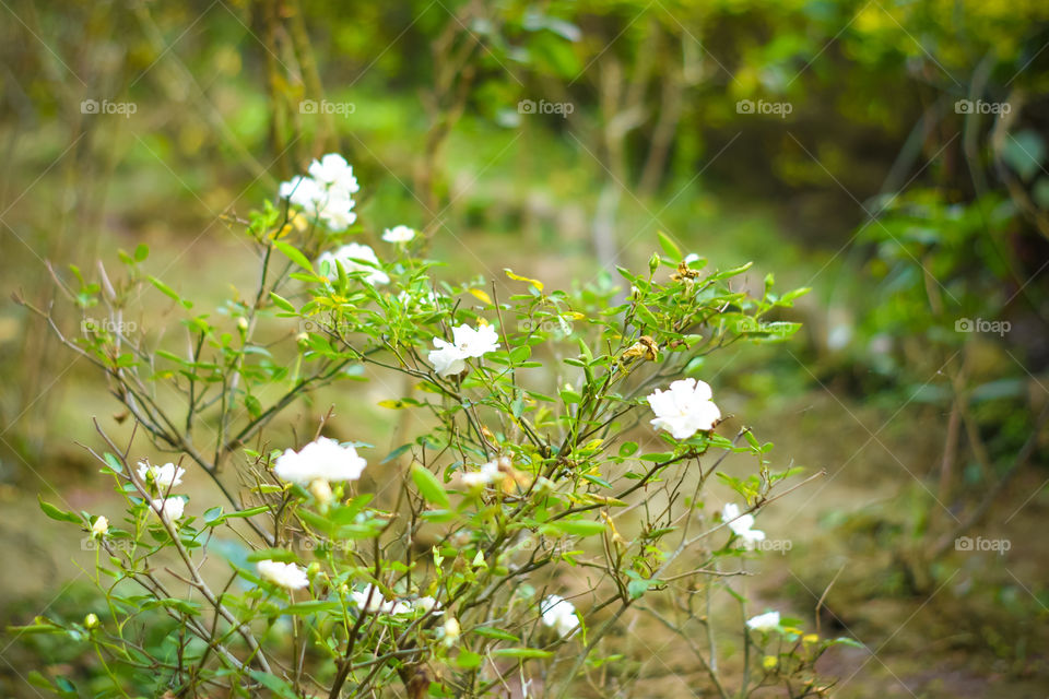 Close up beautiful many white flowers on green branch. White rose and bud on garden. Valentines background with fresh leaves branches. Spring summer wedding romantic elegant date marriage symbol.