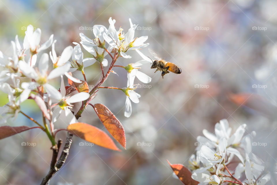 Focus on bee busy collecting pollen from apple blossom flowers 