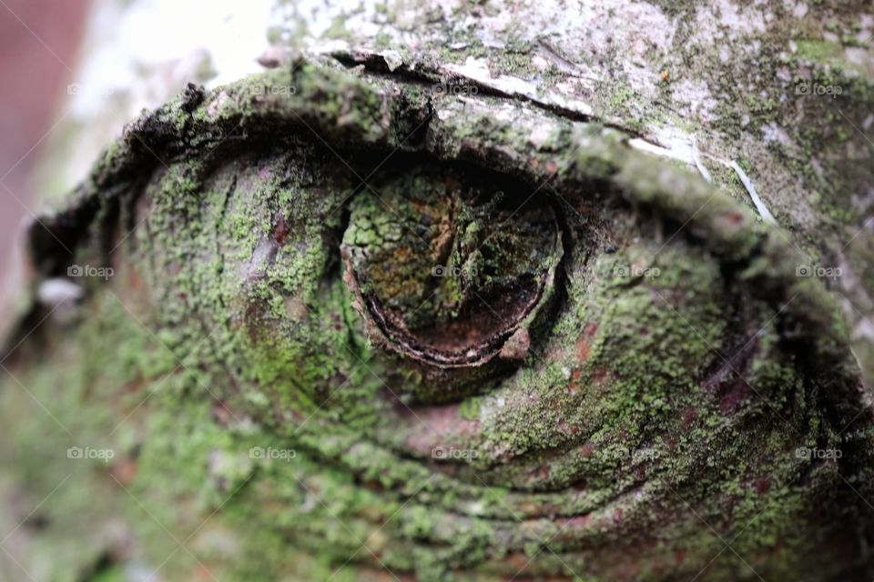 Forest's eye