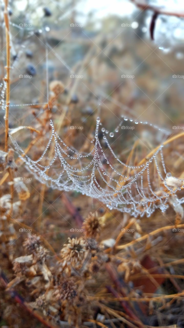 autin with drops of water