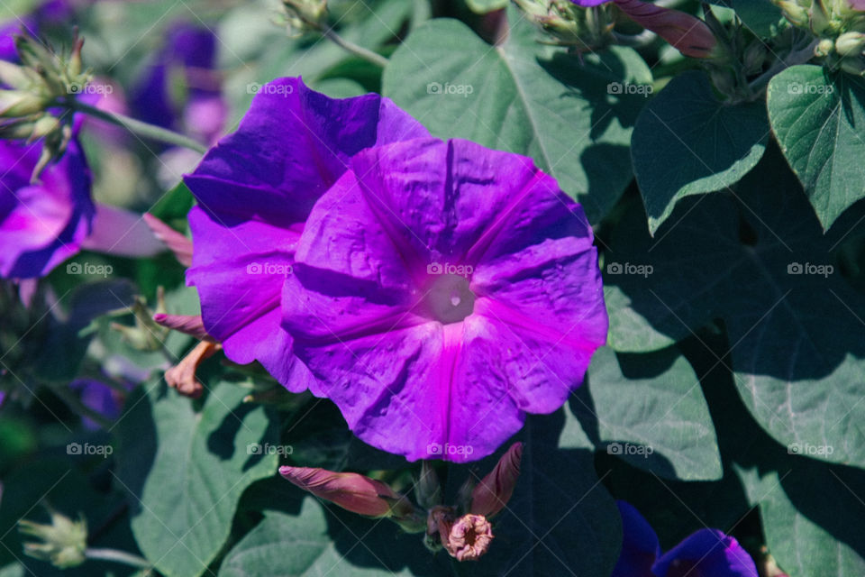 Purple flowers of Sicily