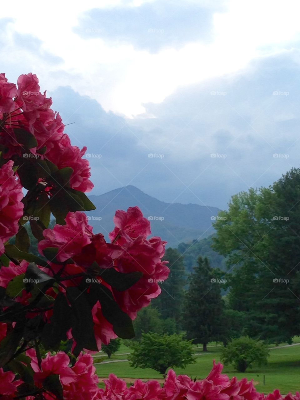 Rhododendron in the Smokies . Rhododendron in full bloom