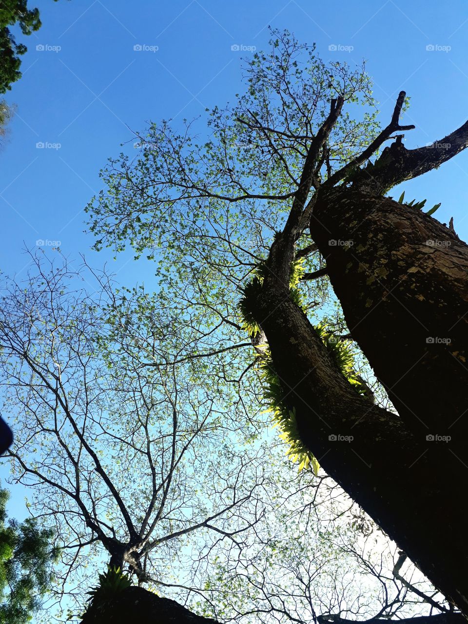 tree sunight and shadow