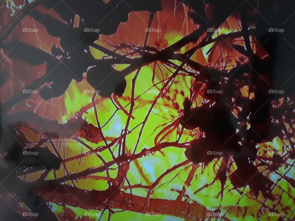 a destruction in the Brazilian Pantanal Flames in golden colors with total destruction by fire