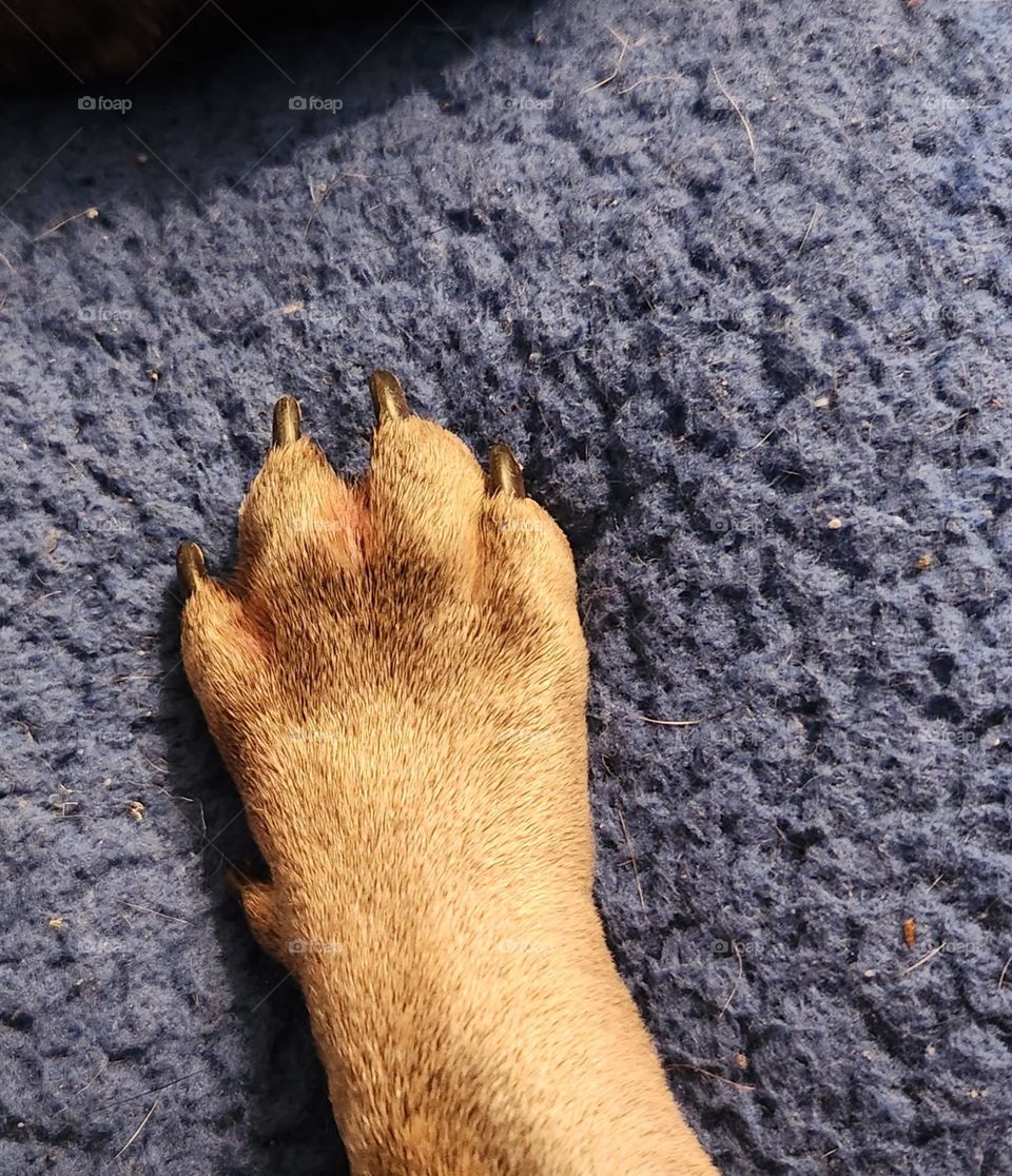 A Cute Little Paw, Frenchie Paw, French Bulldog Paw