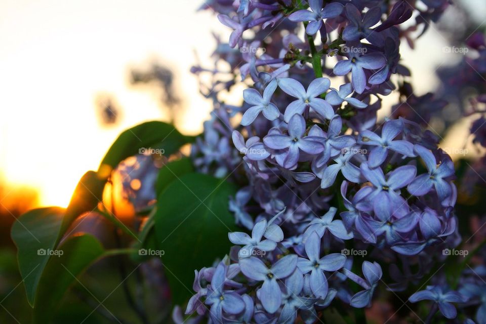 Lilacs at Sunset