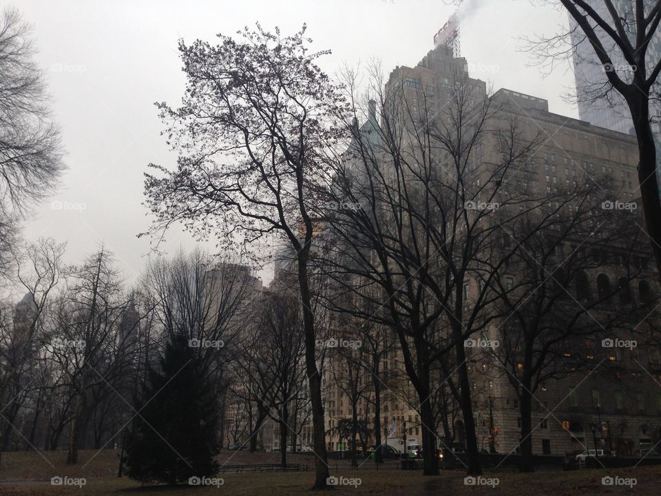 Tree, Fog, Landscape, Winter, No Person