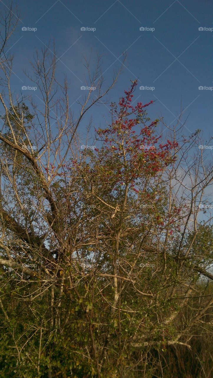 Tree, No Person, Nature, Branch, Landscape