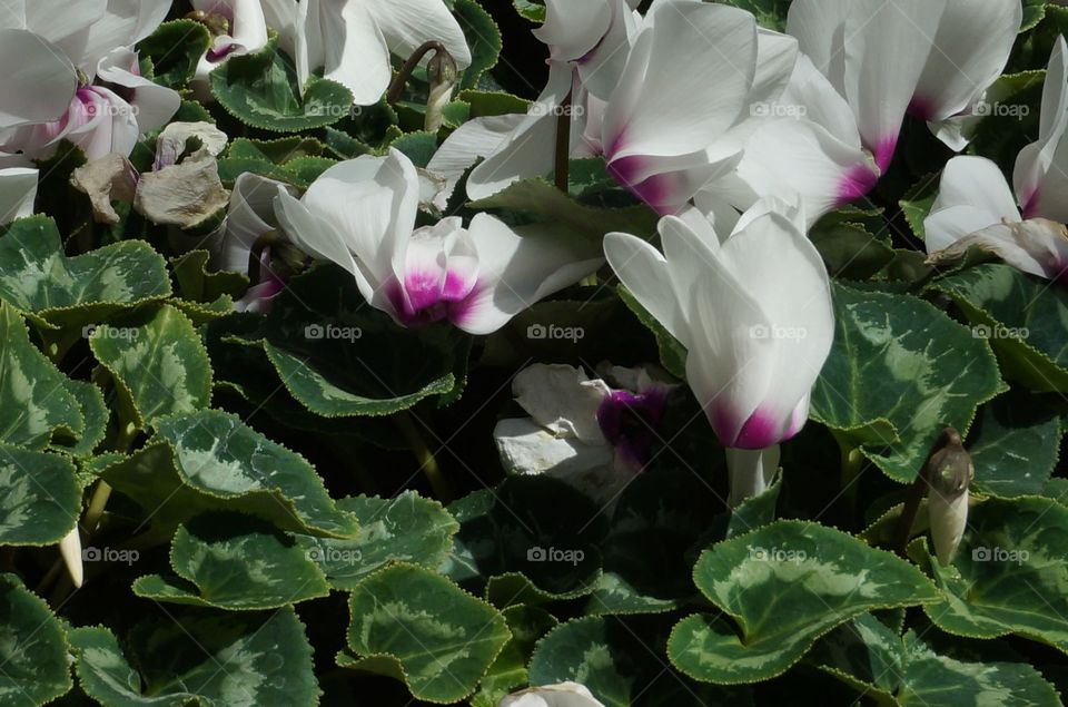 White flowers in sunlight