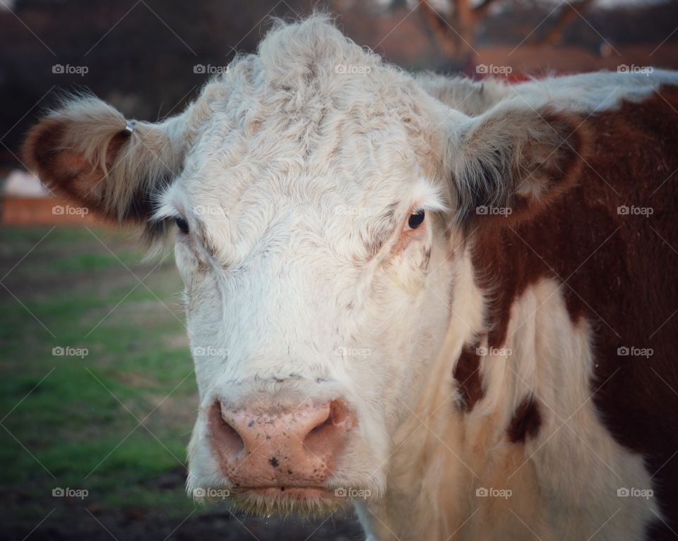 Close-up of a cow