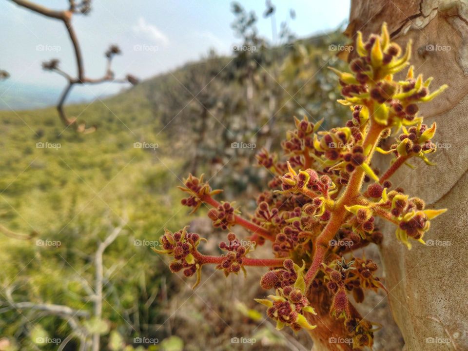 A TREE 🌲 without leafs,  but wearing a  beautiful flowers on their trunks 🌸