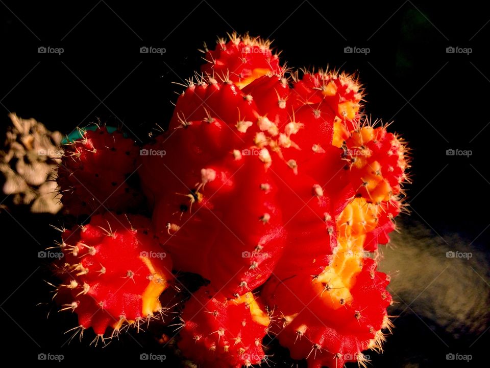 Red cactus 