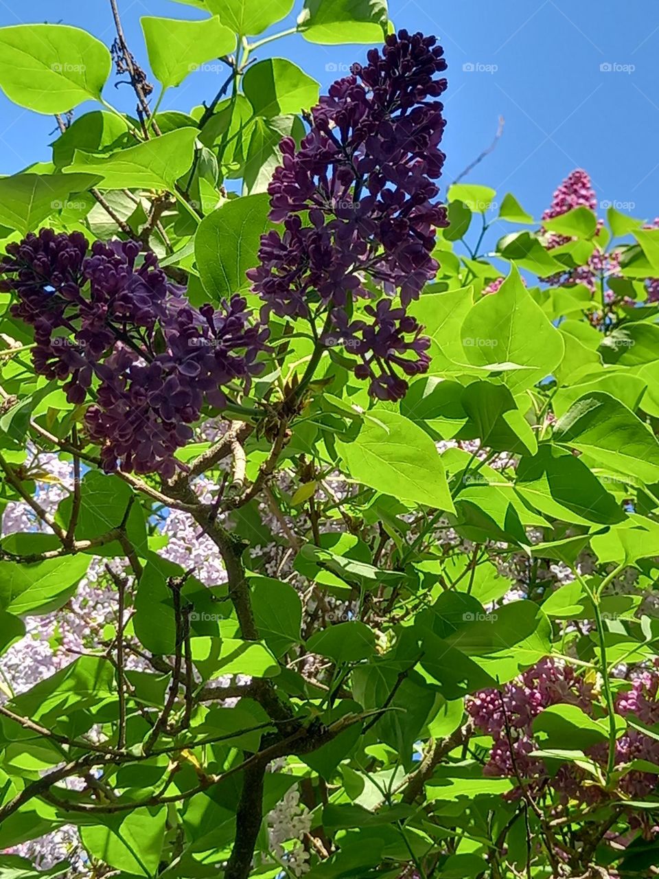 Lilac spring in great bloom