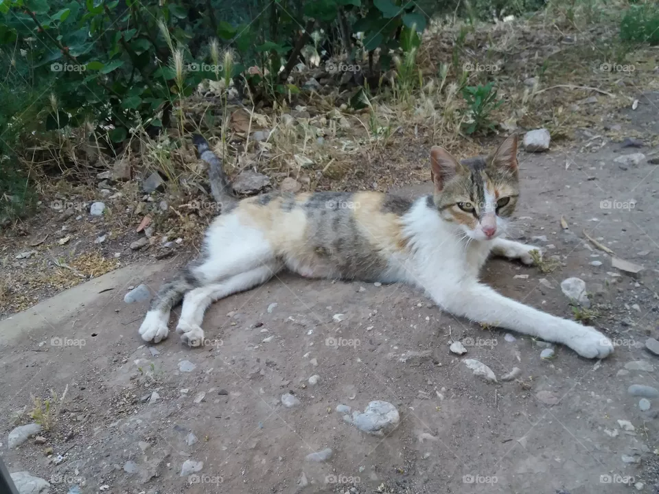 our kitty