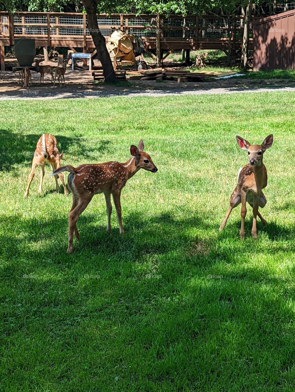 Fawn