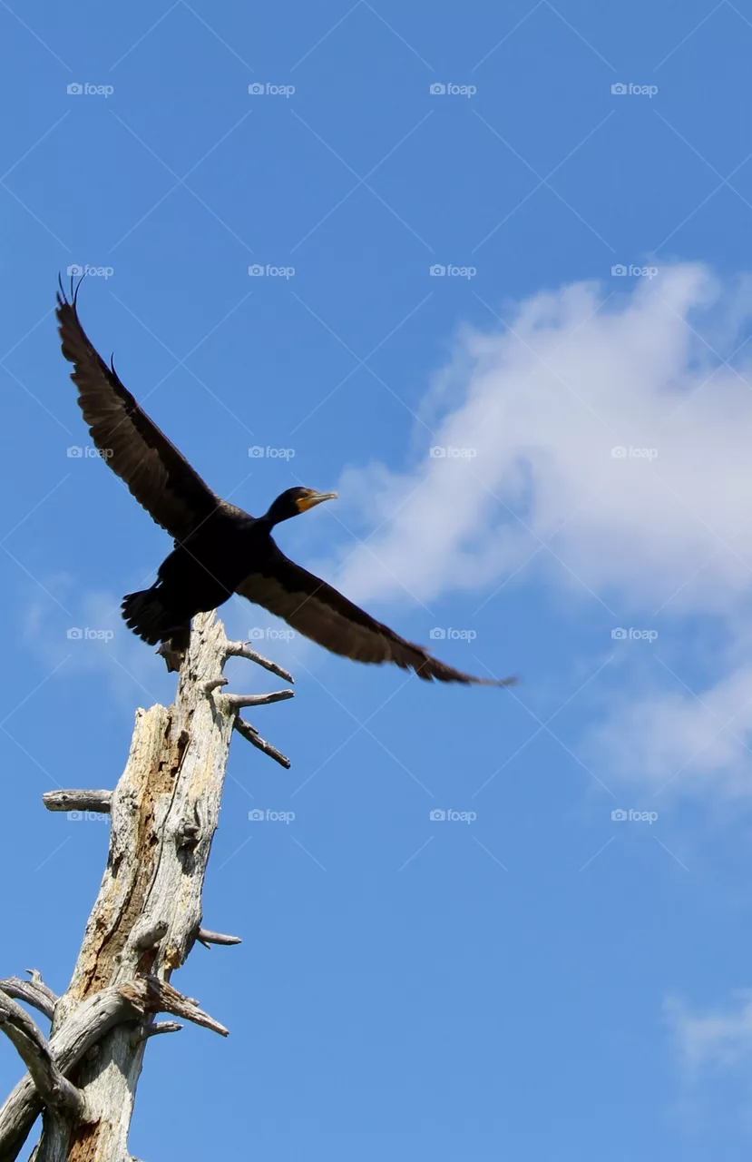 Cormorant 