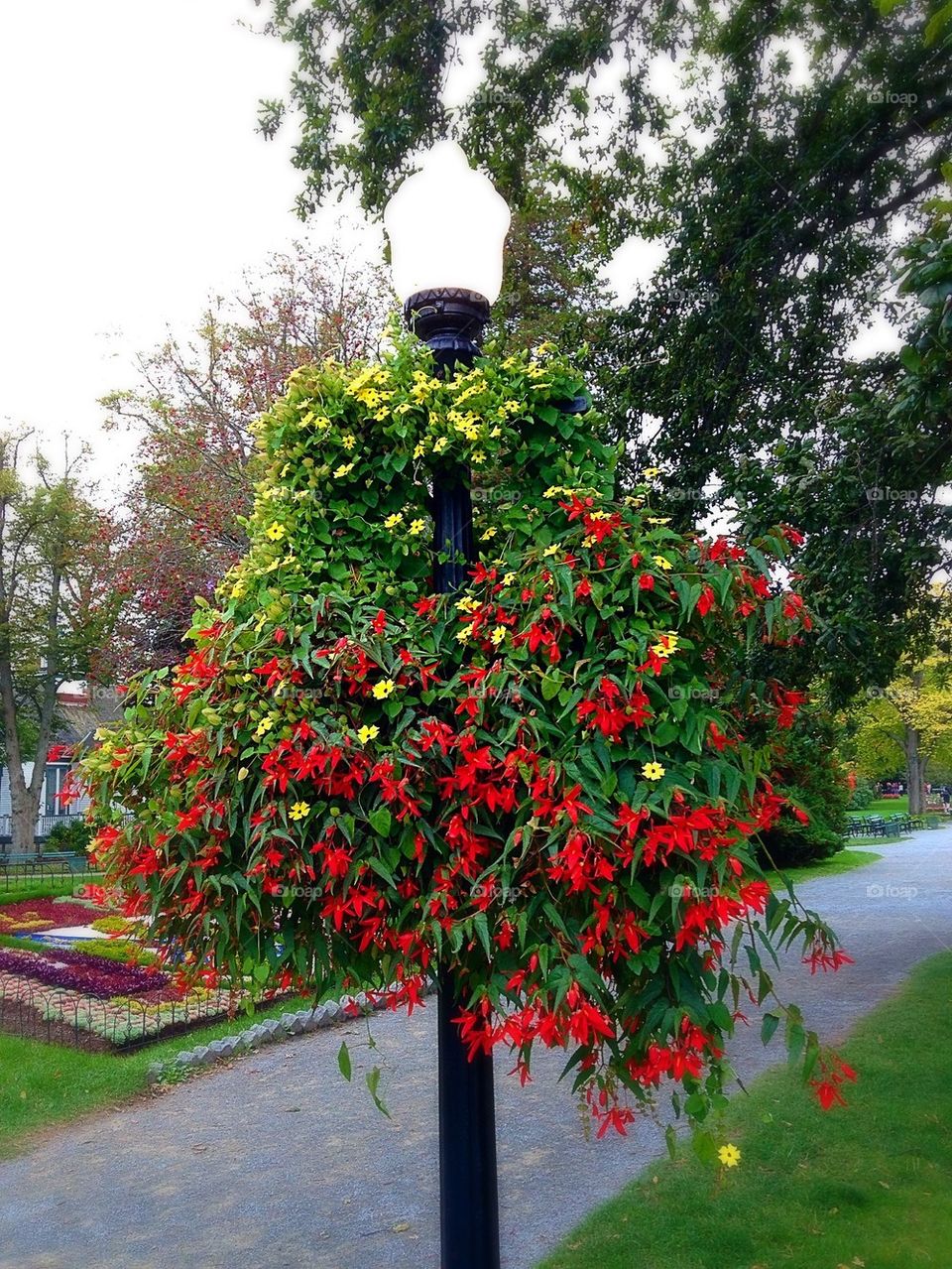 Impressive autumn blooms