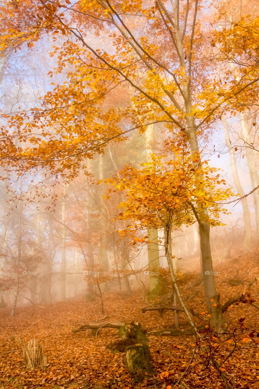 Fall Misty Forest 