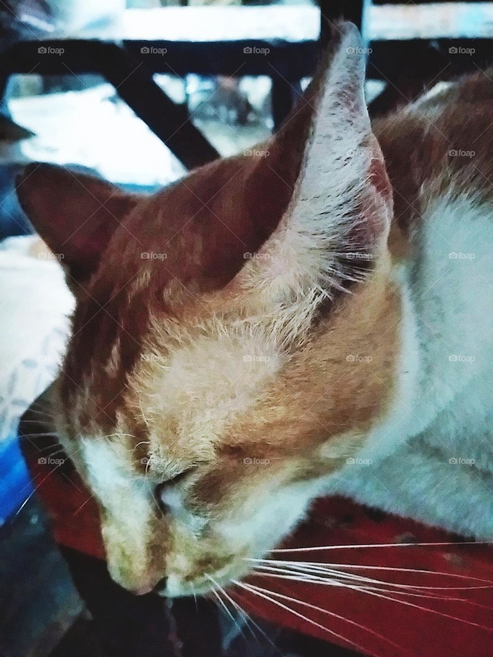 Cat is sleeping