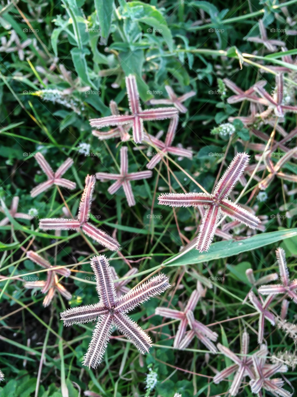 star plant and grass