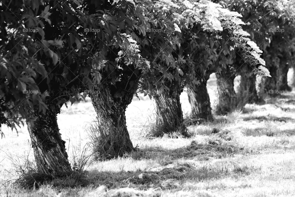 Holunderbäume in einer Reihe