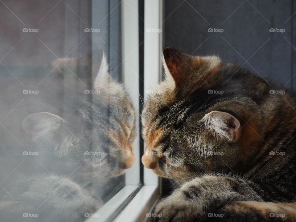 Cat reflection