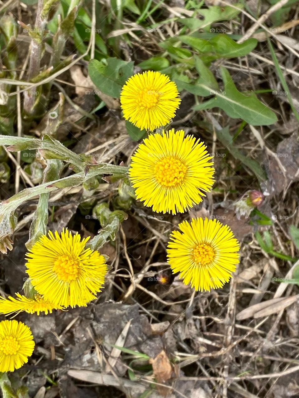 dandelions
warm moments...
fly and fly