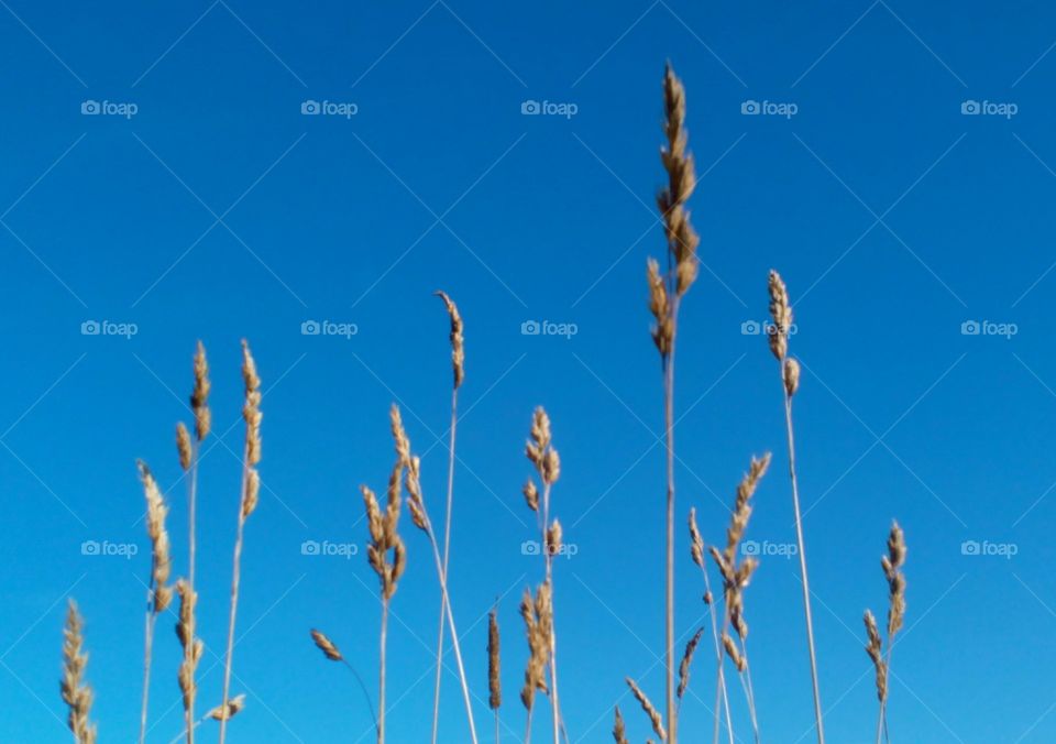 Nature, Summer, No Person, Growth, Sky