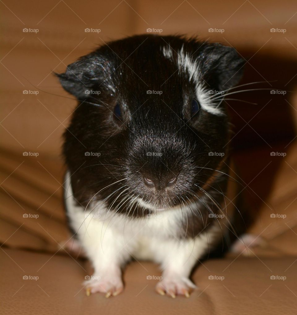 Guinea pig pet beautiful portrait close up