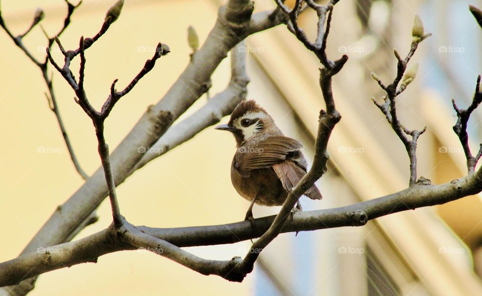 Bird between branches 