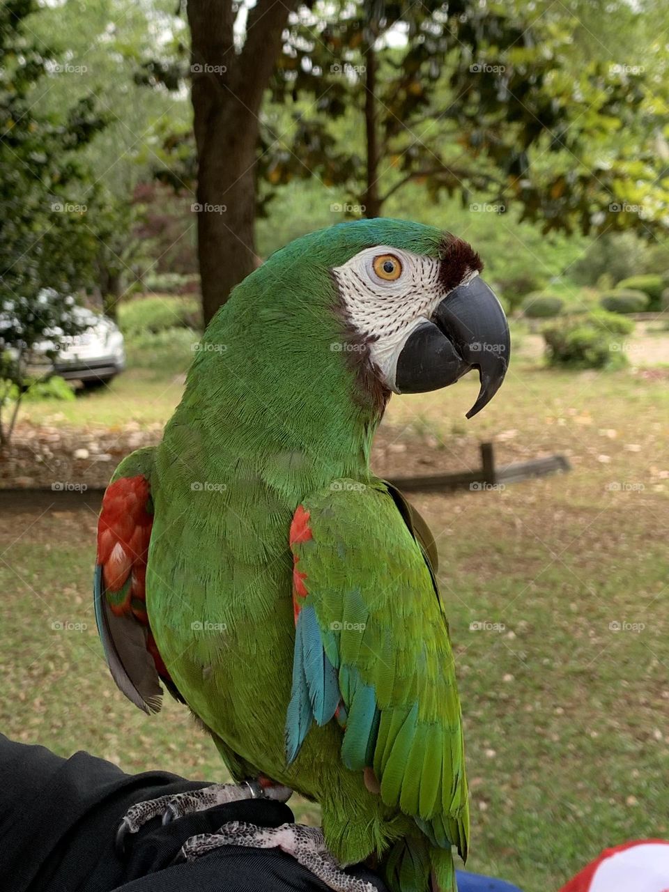 Colorful Macaw - The chestnut-fronted macaw or severe macaw is one of the largest of the mini-macaws. It reaches a size of around 45 cm of which around half is the length of the tail.