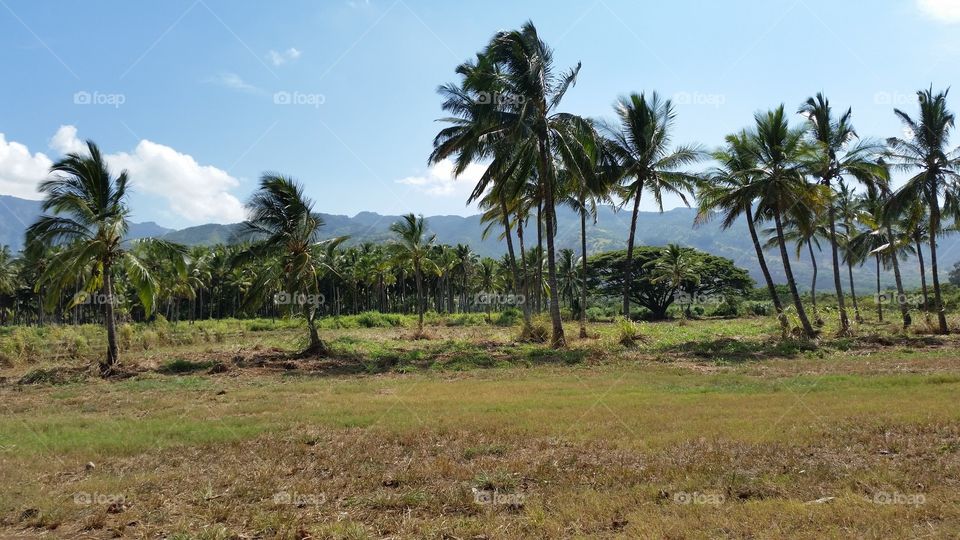 Coconuts Galore. A palm tree farm in Hawaii.