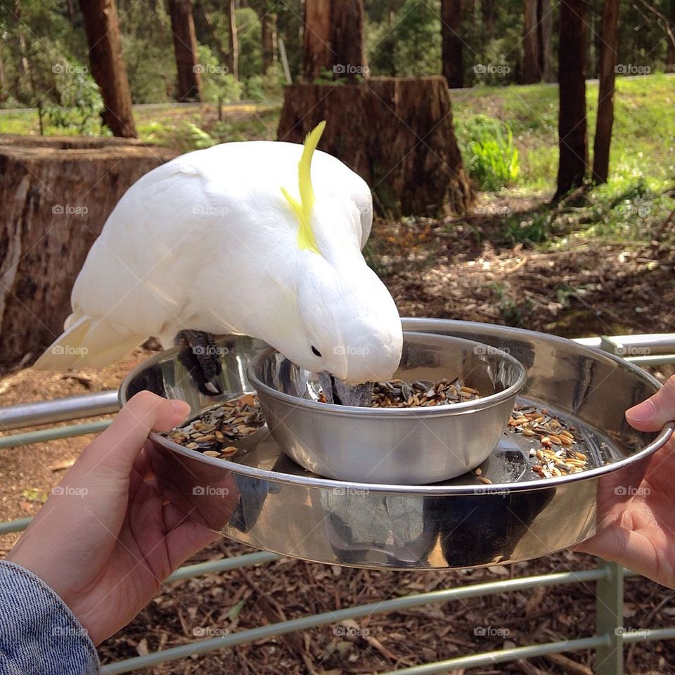 park bird pet australia by thye