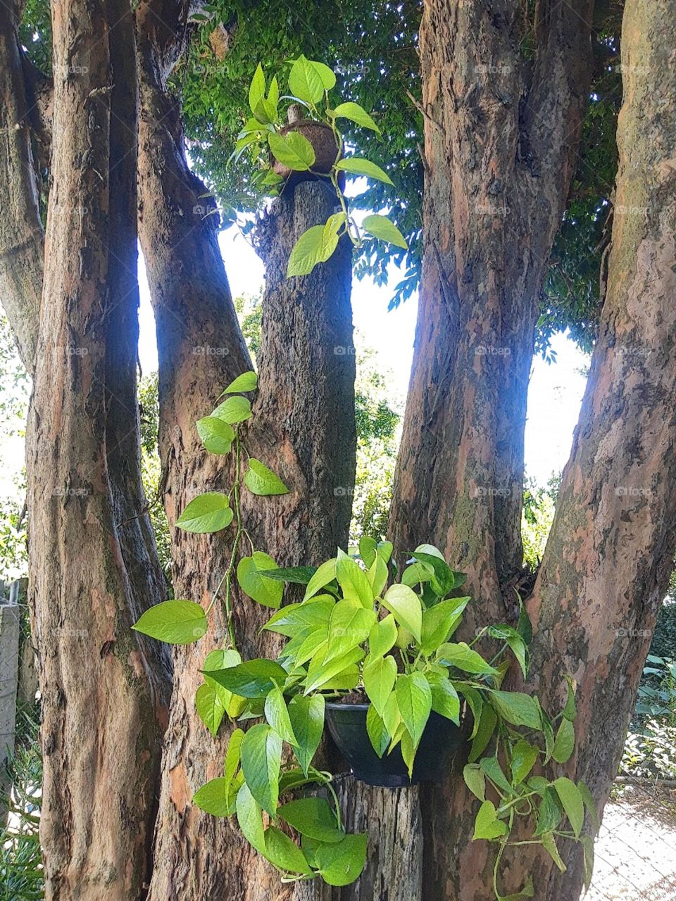 plants on a tree