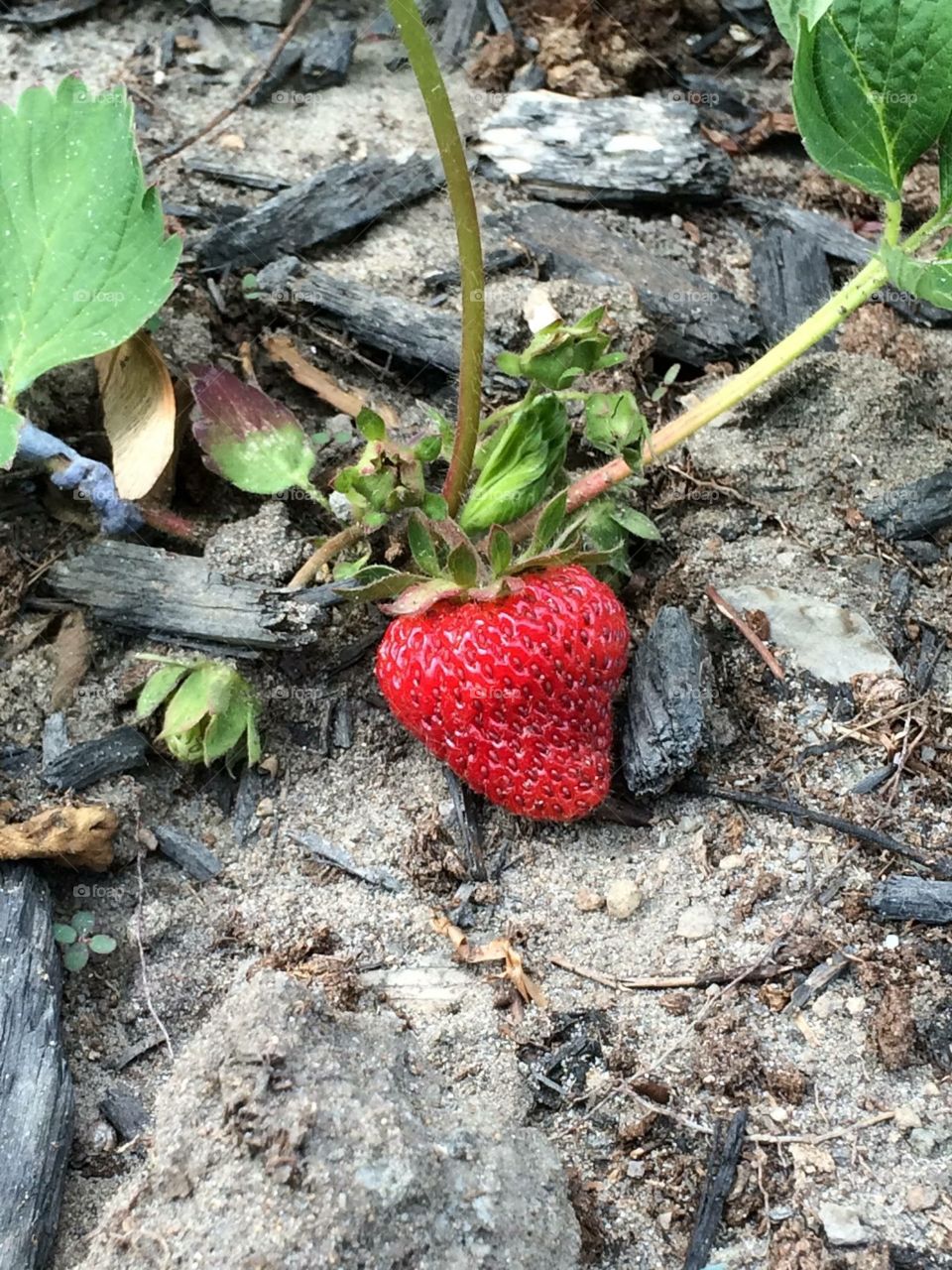 Strawberry first one this season!!