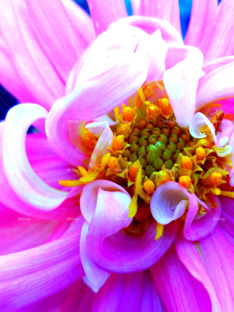 Macro shot of flower