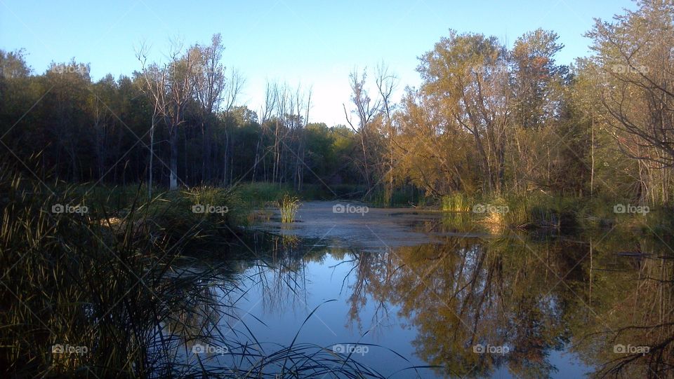 Swamp Marsh. Point AuRoche Park on Lake Champlain in New York