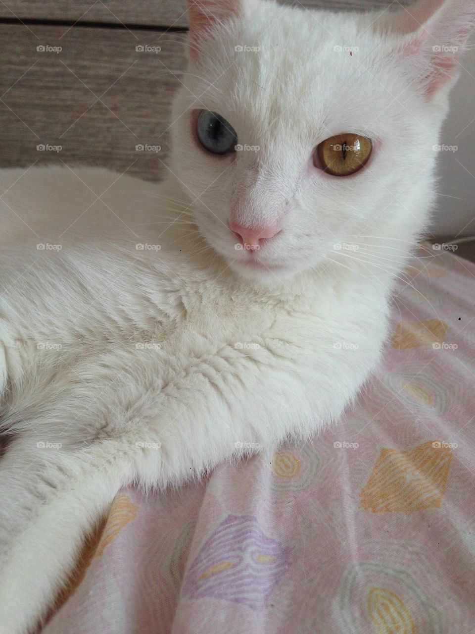Albine cat