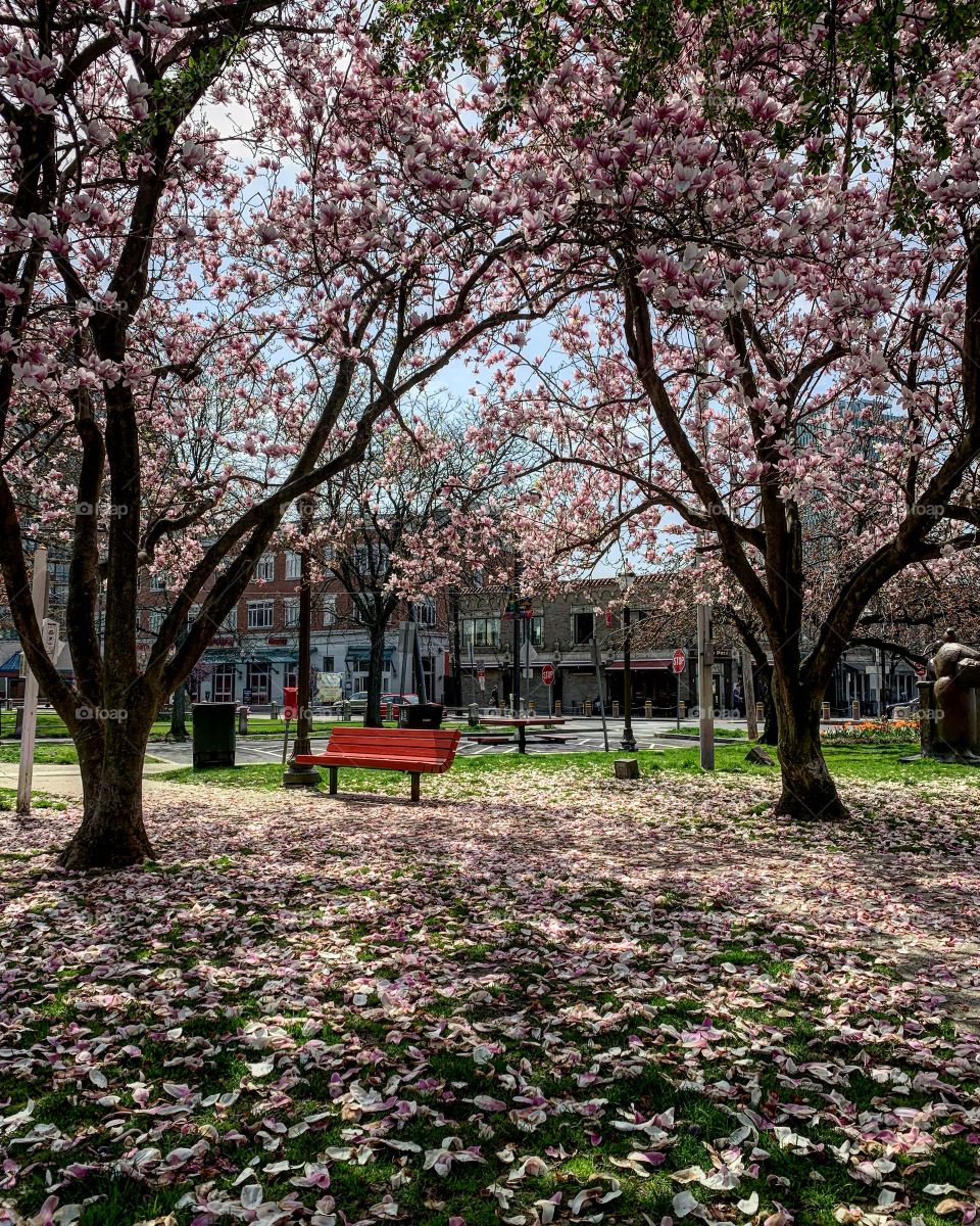 Springtime in Stamford, Connecticut, cherry blossom 