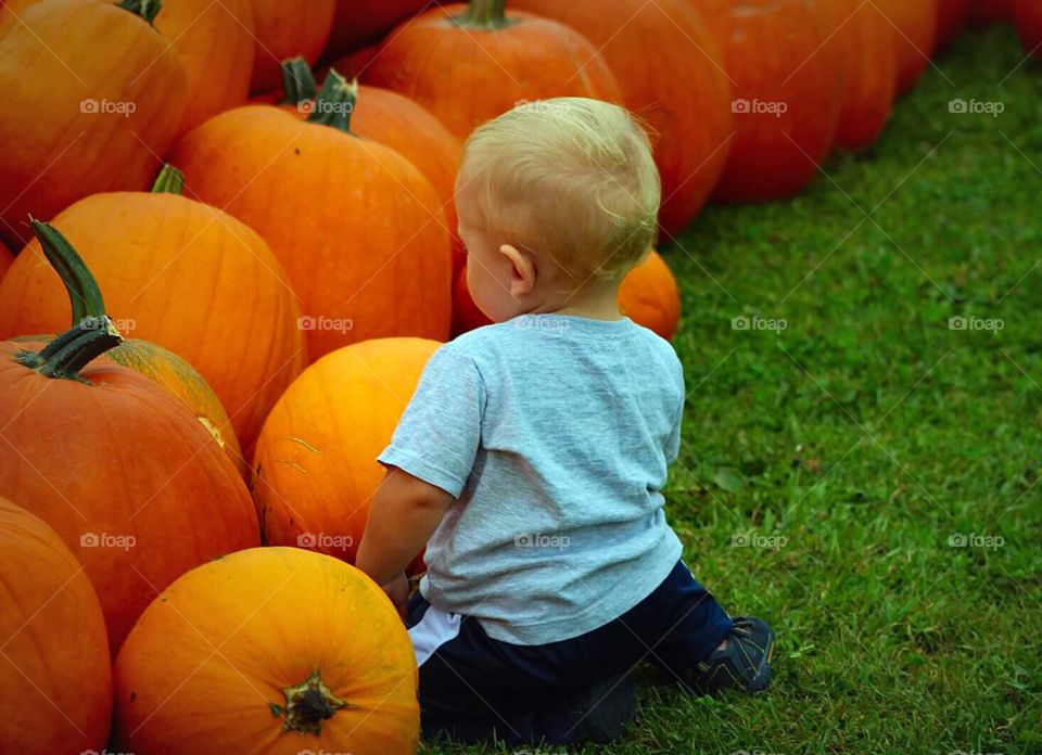 Pumpkins Everywhere. . Baby boy checking out the many pumpkins in the patch. 