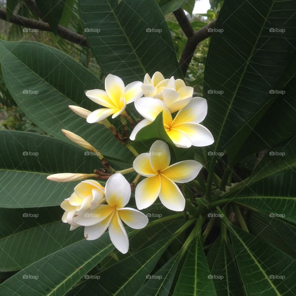 Frangipani Tree Flowers