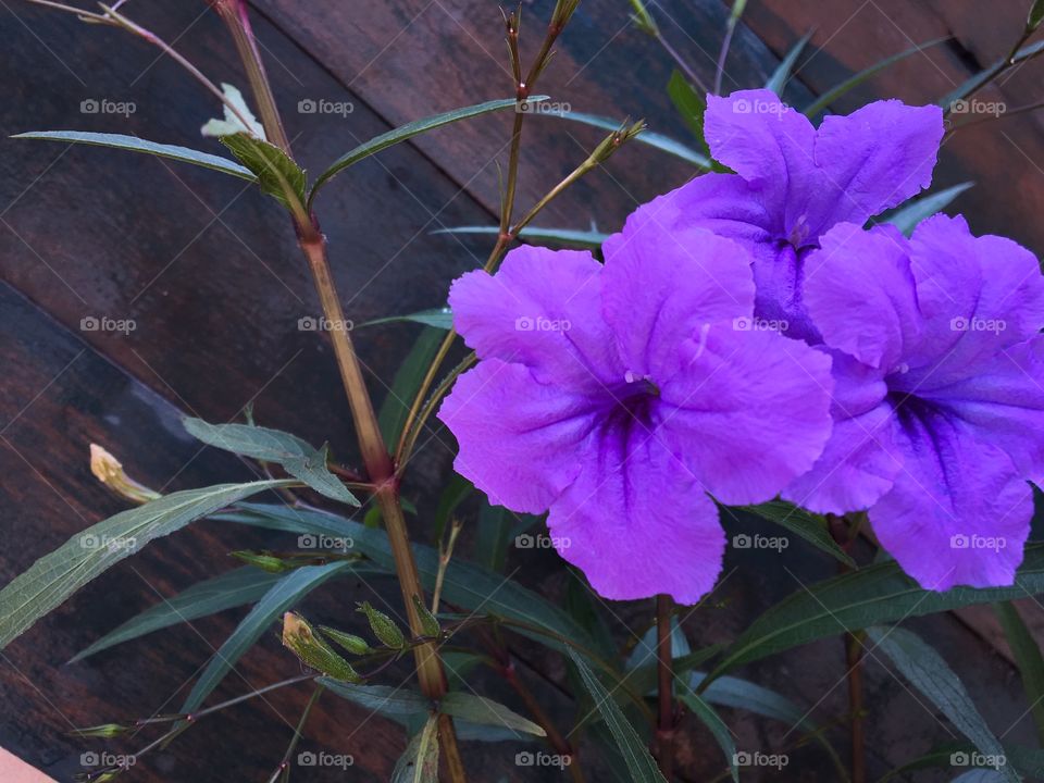 Lilac flower