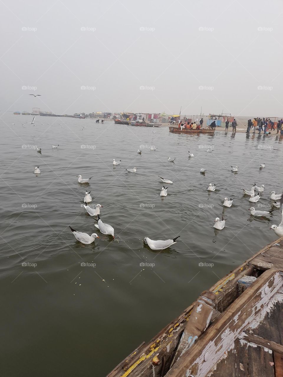 Birds in motion paint the sky with fluid grace, soaring effortlessly through the air.