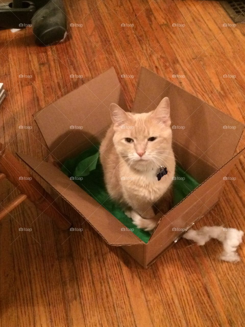 Boxed up kitten 