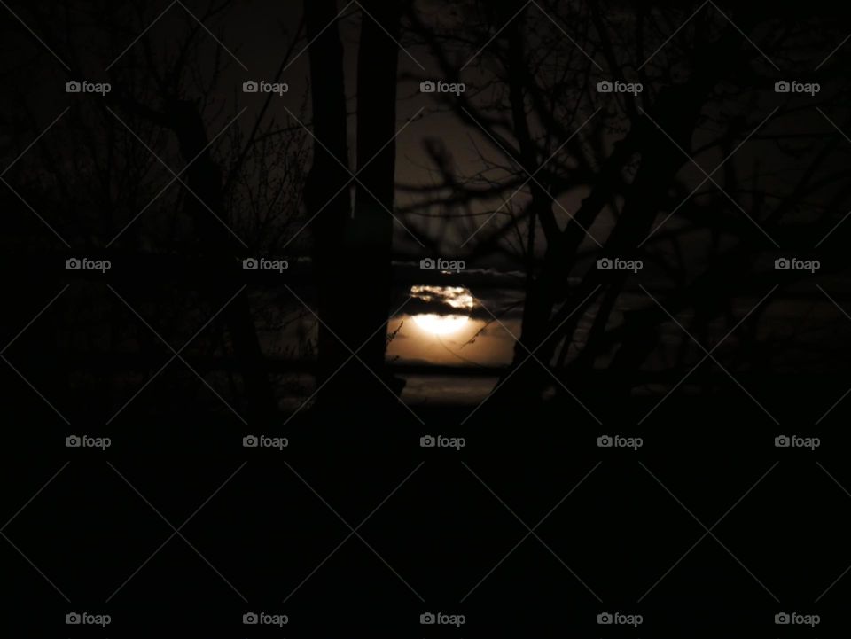 The moon beyond the trees, as seen from the back porch. 