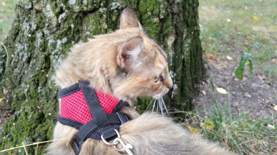 A fluffy tri-colored kitten walking in a park with red harness and leash