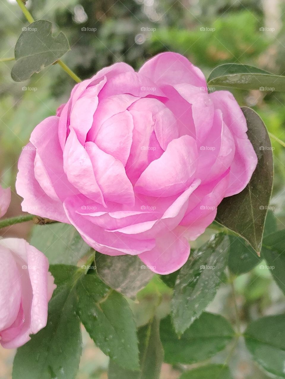 rose pink flower seasonal fresh shurb small size looks very beautiful generally found everywhere