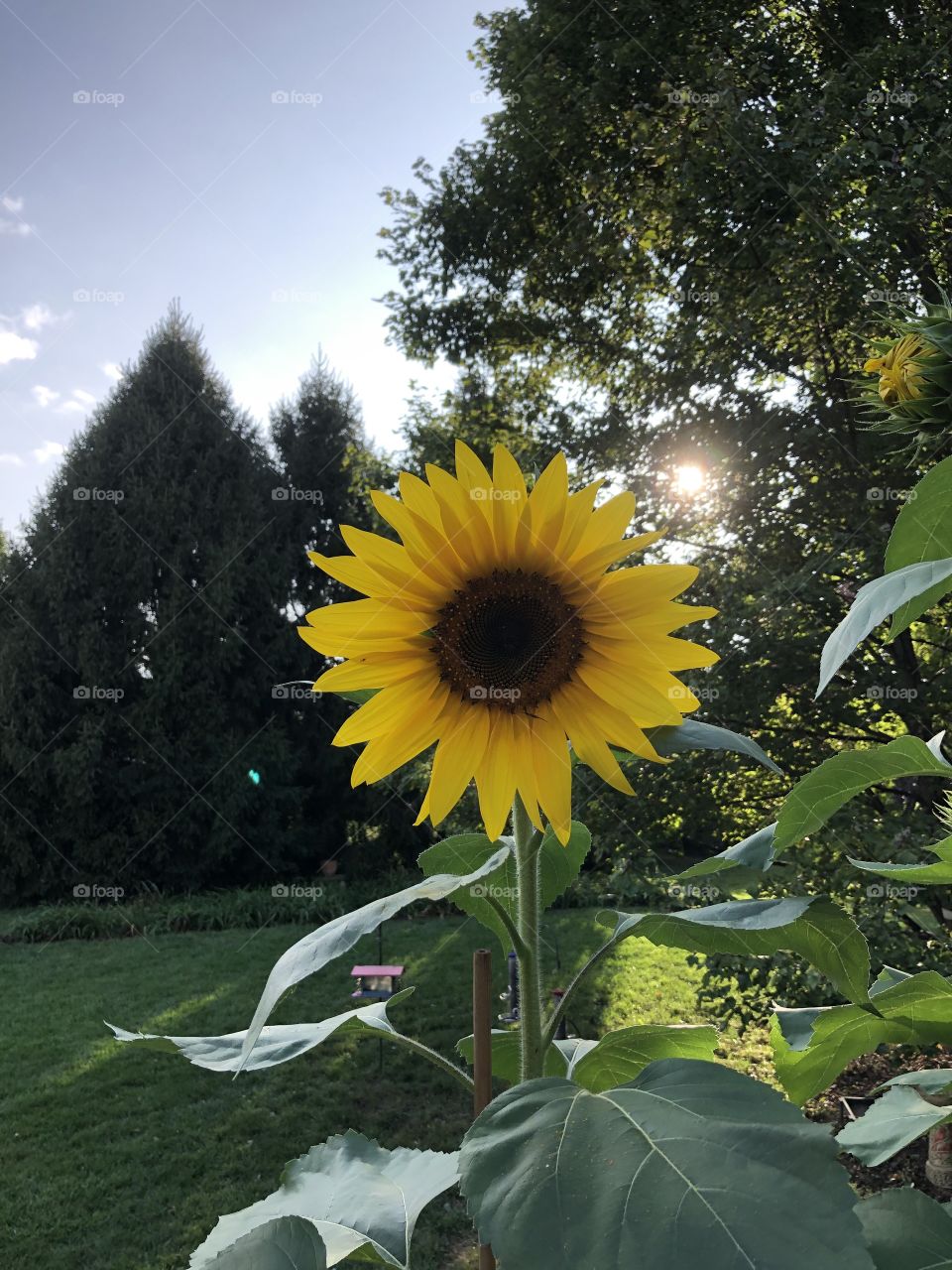 A beautiful sunflower on a cool evening with the sun shining in the background.