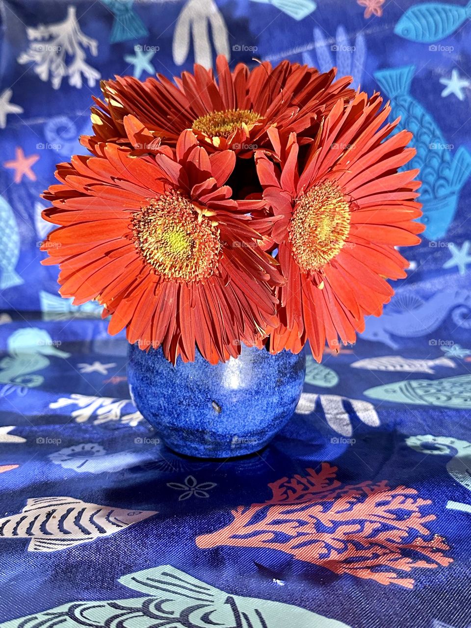 Capture the Power of Complimentary Colors - BLUE AND ORANGE  Gerber daisy on a blue vase and blue background. Blue generally symbolizes calmness, trust, intelligence while Orange is associated with creativity, enthusiasm and warmth